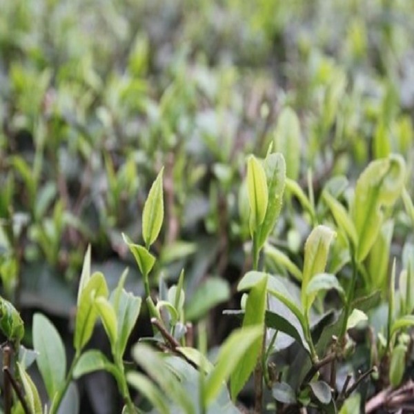 灵山绿茶广西灵山特产