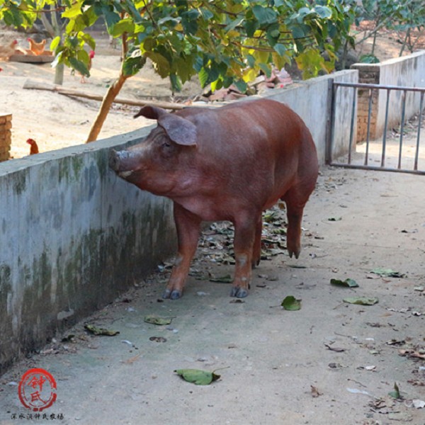 连州农家土猪腊肉广东连州特产